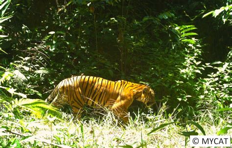 Protect The Malayan Tiger And Restore Its Habitat Globalgiving