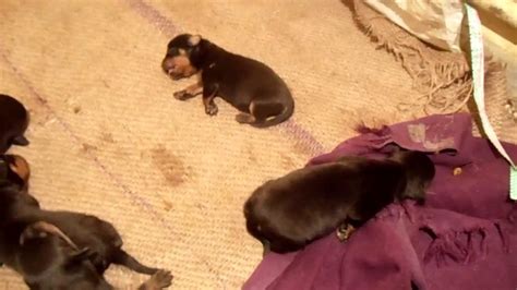 Exotic dogs can sustain a system temperature around 1 2 °f hotter compared to atmosphere. rottweiler puppies new born - YouTube