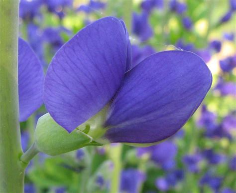 Filebaptisia Australis False Blue Indigo Desc Flower Side View