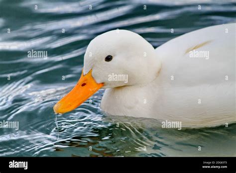 Peking Duck White And Orange Beak Stock Photo Alamy