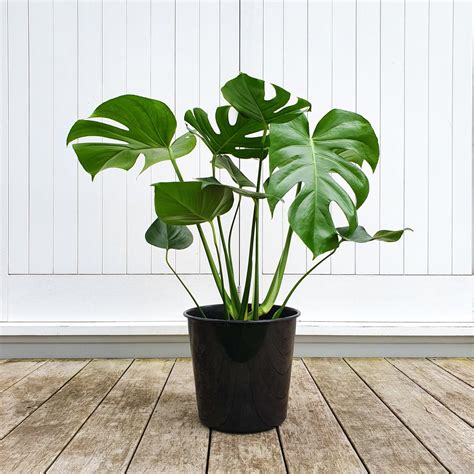 Monstera Deliciosa Cool Indoor Plant Plantandpotnz