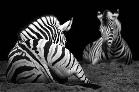 Expressive Black And White Portraits Of Zoo Animals Animal