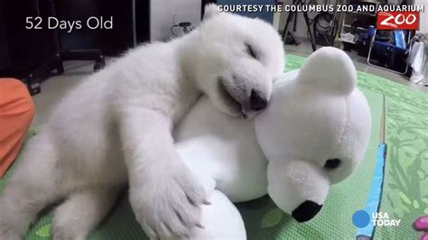 See This Baby Polar Bear Grow Up In Under 2 Minutes