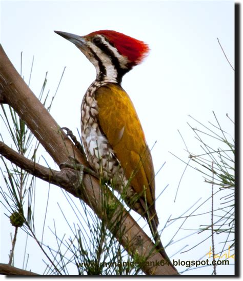 Birds Of Malaysia Mynameistank64 Common Flameback Woodpecker