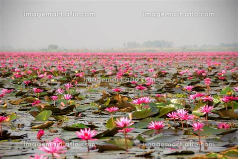 タイ ノンハン湖 タレーブアデーンの写真素材 149763377 イメージマート