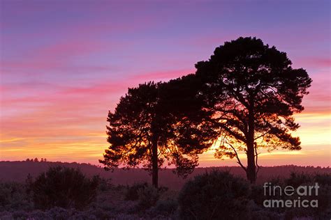 Two Trees In The New Forest At Sunset Photograph By