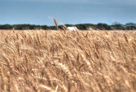 Kansas Wheat Its Early This Year Farmers All Over The Sta Flickr