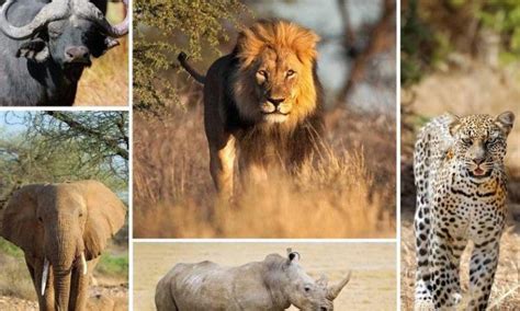 Nairobi National Park Big Five Kenya Safaris Tours African Big Five