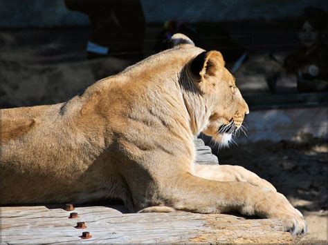 Photo De Lion Du Zoo De La Palmyre Zoo De La Palmyre Zoo Felin Sauvage