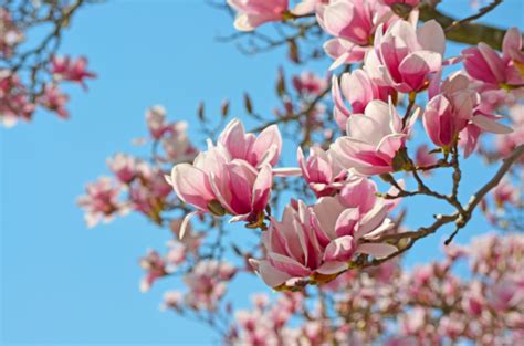 Pink Magnolia Wallpapers Wallpaper Cave