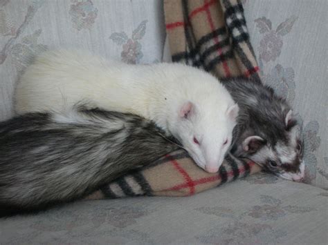 Ferrets in the North: Know your ferret - basic personality types