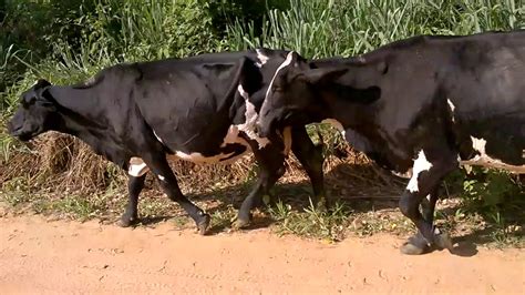 Levando As Vacas Do Curral Para O Pasto Pela Estrada Após A Ordenha