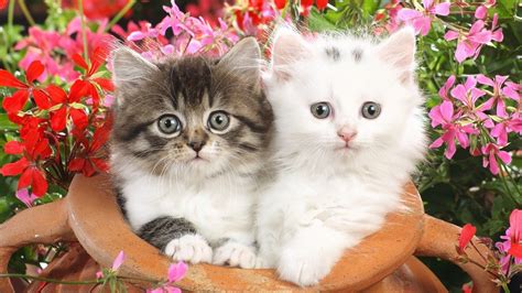 Красивые обои с котятами фото