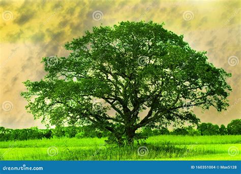 A Single Tree A Lonely Oak In The Fields Stock Photo Image Of