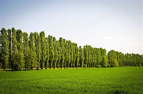 Complete Guide To Poplar Trees Tips For Selection Planting Growing
