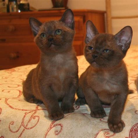 Cute Burmese Kittens