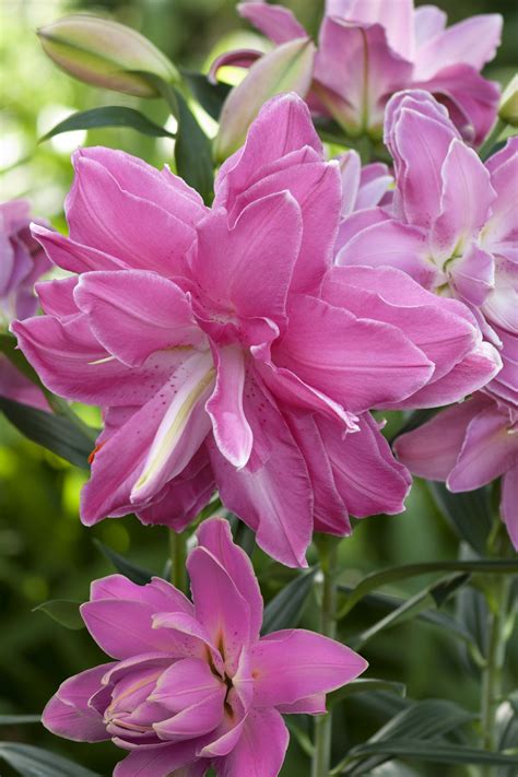 Lotus Wonder Lily Bulb