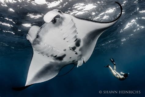 Indonesia Announces Worlds Largest Manta Ray Sanctuary Virgin