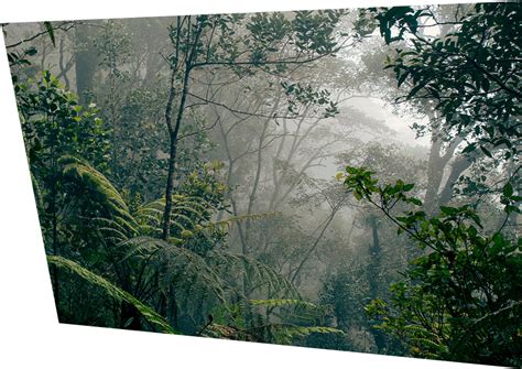Download Amazon Rainforest Png File Amazon Rainforest Transparent