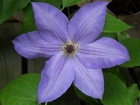 We did not find results for: Purple Clematis | Purdy Flowers | Pinterest