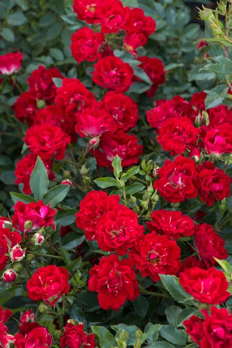 Red Drift Groundcover Rose Ground Cover Roses Drift Roses Plants