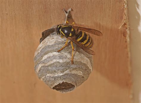 Wasp Nest