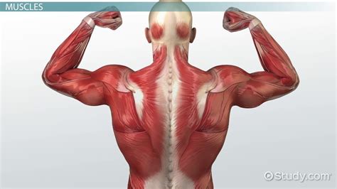 Important Structures And Vocabulary Of The Muscular System Lesson