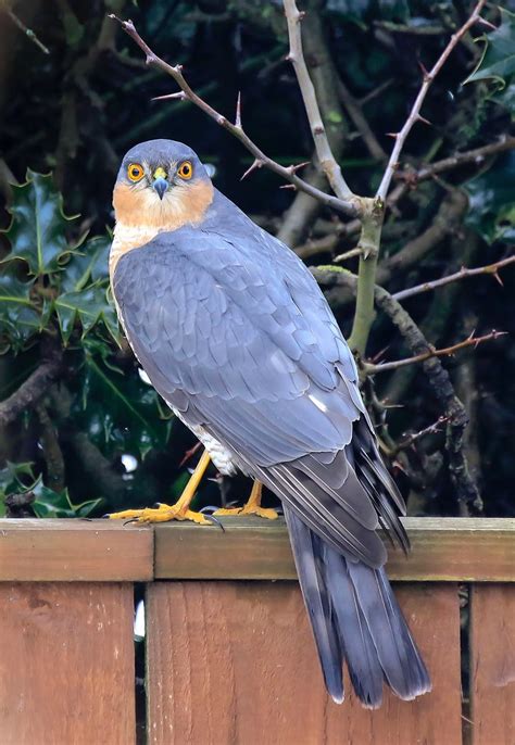 Sparrow Hawk In My Garden Jacsworld Flickr