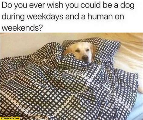 Dog Do You Ever Wish You Could Be A Dog During Weekdays And A Human On