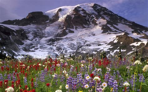 37 Mountain Wildflowers Wallpaper On Wallpapersafari