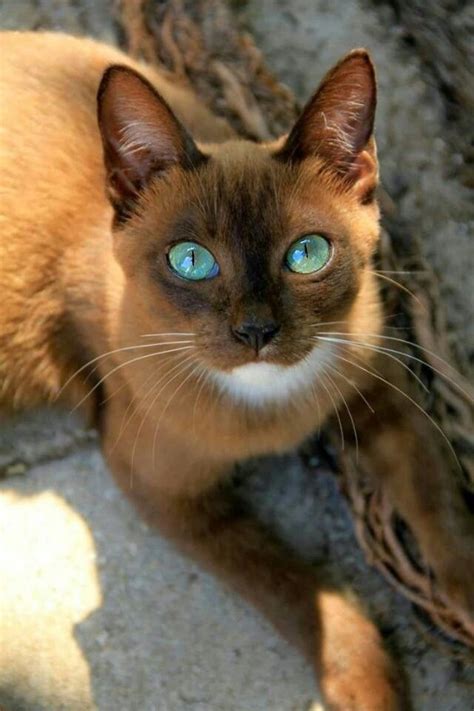 Cat With The Most Beautiful Eye Color Animals And Pets Baby Animals