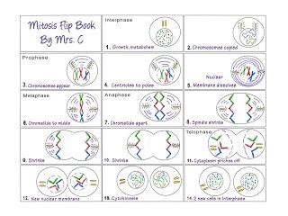 Ual life cycles article meiosis from biology section 11 4 meiosis worksheet answer key , source:khanacademy.org. Mitosis Flipbook | Teaching biology, Flip book examples ...