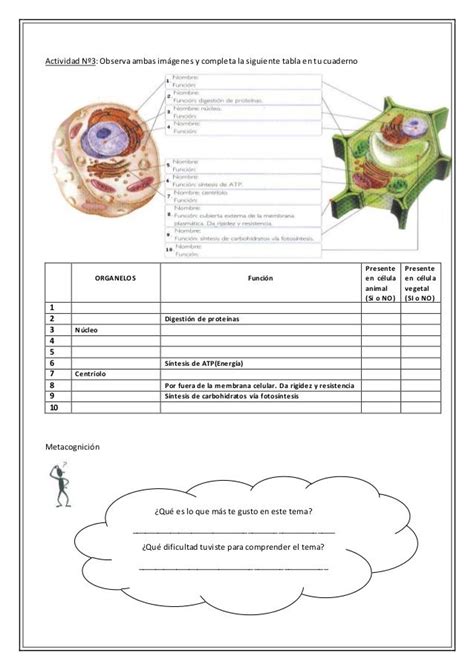 Examen De La Celula Procariota Y Eucariota Ciencias De La Naturaleza