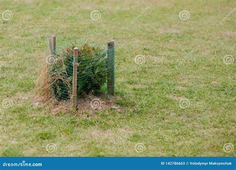 Fence For Seedlings Young Tree Seedling In The Garden Stock Image