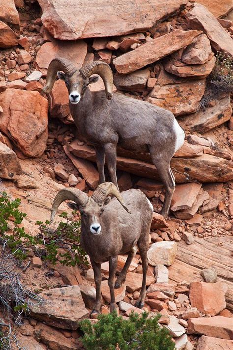 Rams Zion National Park Utah Photo By Greg Clure Animals Wild