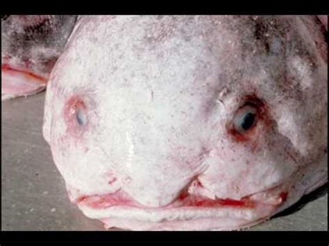 Blobfish doesn't have muscles and bones in the body. Face the blobfish face - YouTube