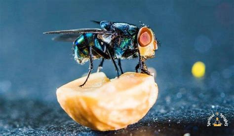Spiritual Meaning Of Flies In Your House 7 Messages You Are Receiving