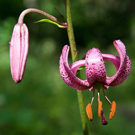 Lilium Martagon Pink Martagon Lilly Pink Or Turks Cap Lily Seeds X Ole Lantana S Seed Store