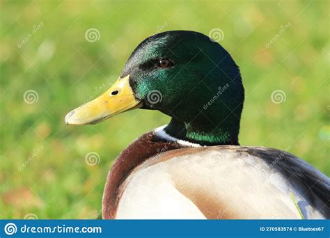 Male Mallard Duck Head Shot On Grass Stock Photo Image Of Beak