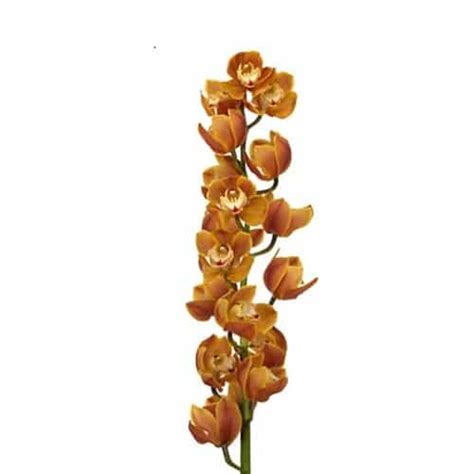 Orange Cymbidium Orchid 10 Stems Buy Bulk Flowers Jr Roses