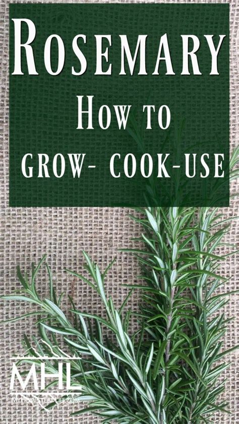 Rosemary How To Grow Cook And Use Rosemary Perennial