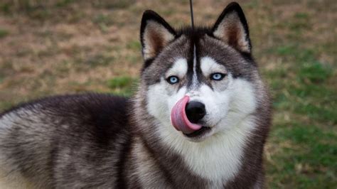 Биологи из Будапешта проинформировали о видах собак которые отвечают на волчий вой INVOLTA