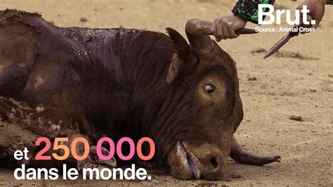 Corrida taureaux sont tués chaque année en Europe