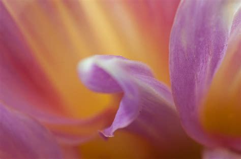 5 Tricks For Shooting The Best Flower Photos Special