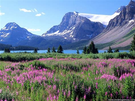 Desktop Wallpapers Natural Backgrounds Bow Lake Canadian Rockies