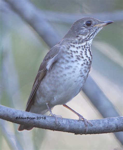 Gray Cheeked Thrush Visitingnature