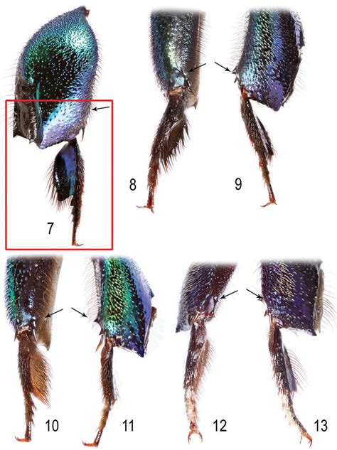 Dorsal Views Of Male Mesoscutellum 20 21 And Second Metasomal Tergum