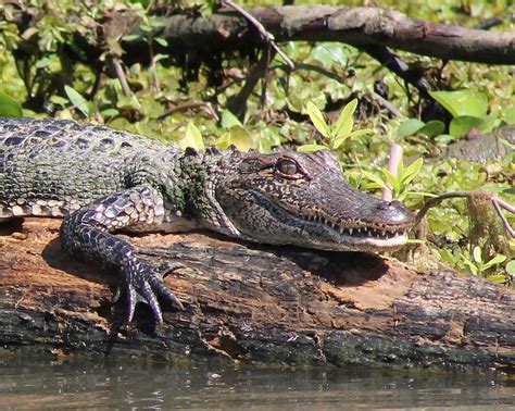 Sunning Alligator South Louisiana