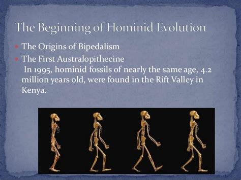 Evolution Of Human