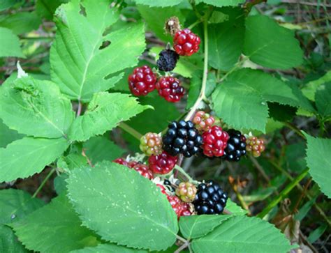 Invasive Species Himalayan Blackberry